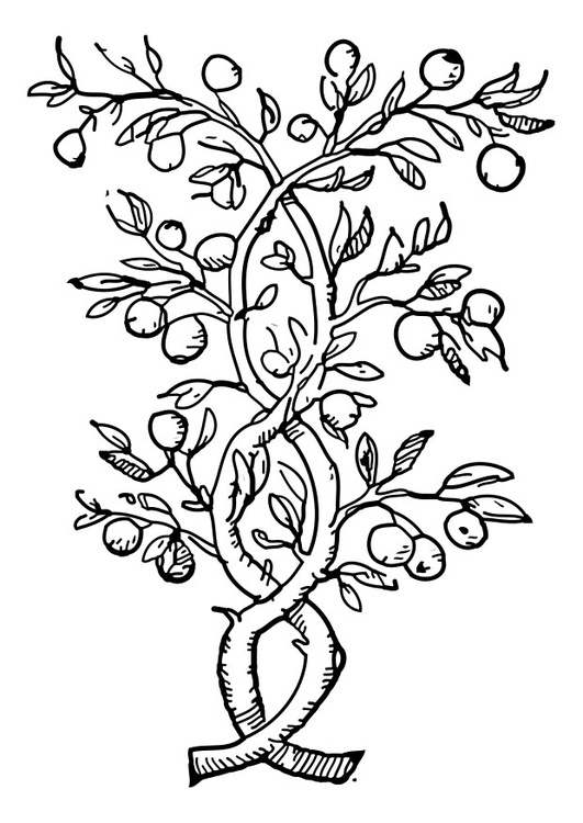 531x750 Coloring Page Fruit Tree