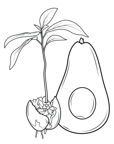 381x480 Fruits Coloring Pages Free Coloring Pages