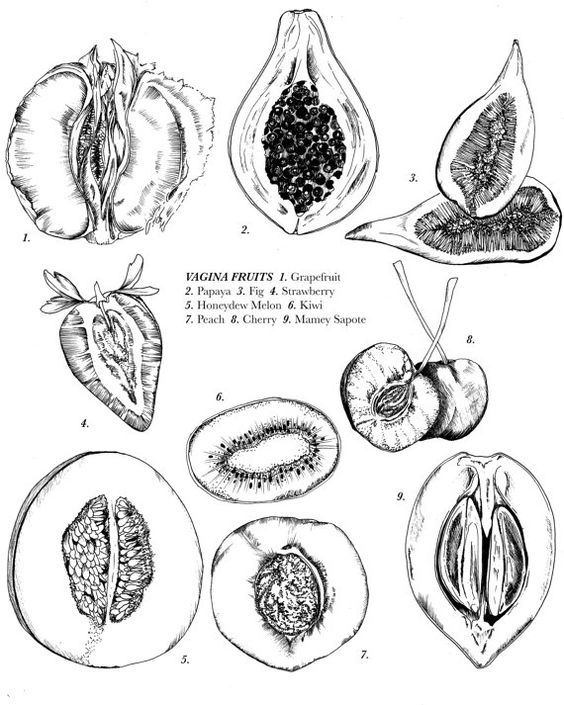 564x705 Vagina Fruits Drawing 8x10 By Junebuganddarlin On Etsy Love
