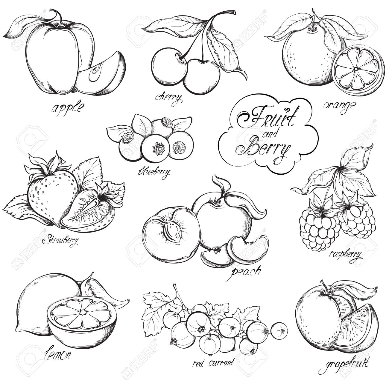 1300x1273 Collection Of Hand Drawn Fruits And Berries Isolated On White