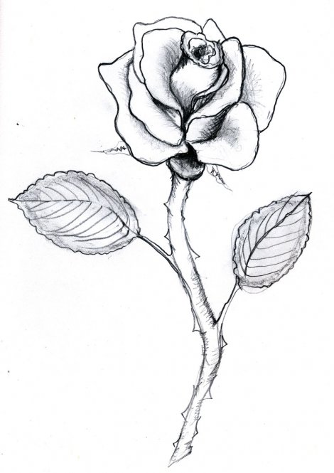 Full Rose Drawing at PaintingValley.com | Explore collection of Full ...