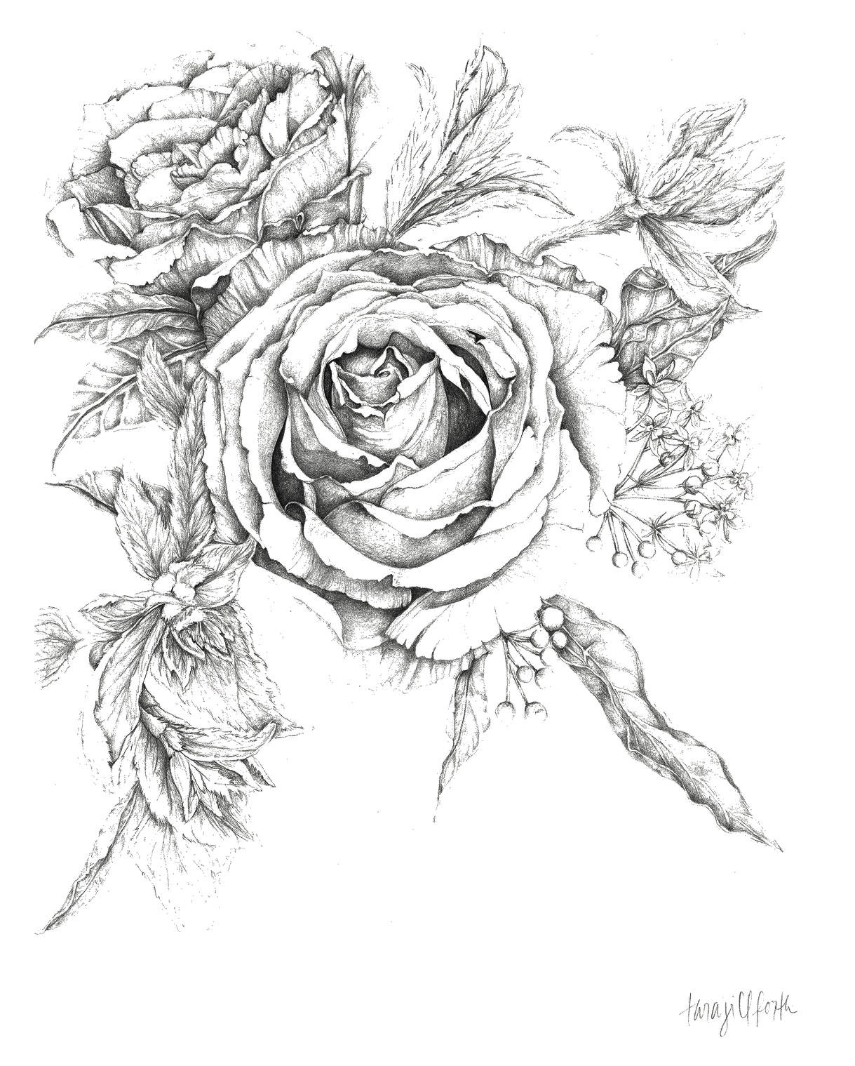 1219x1519 Fancy Roses Drawing 8x10 Print