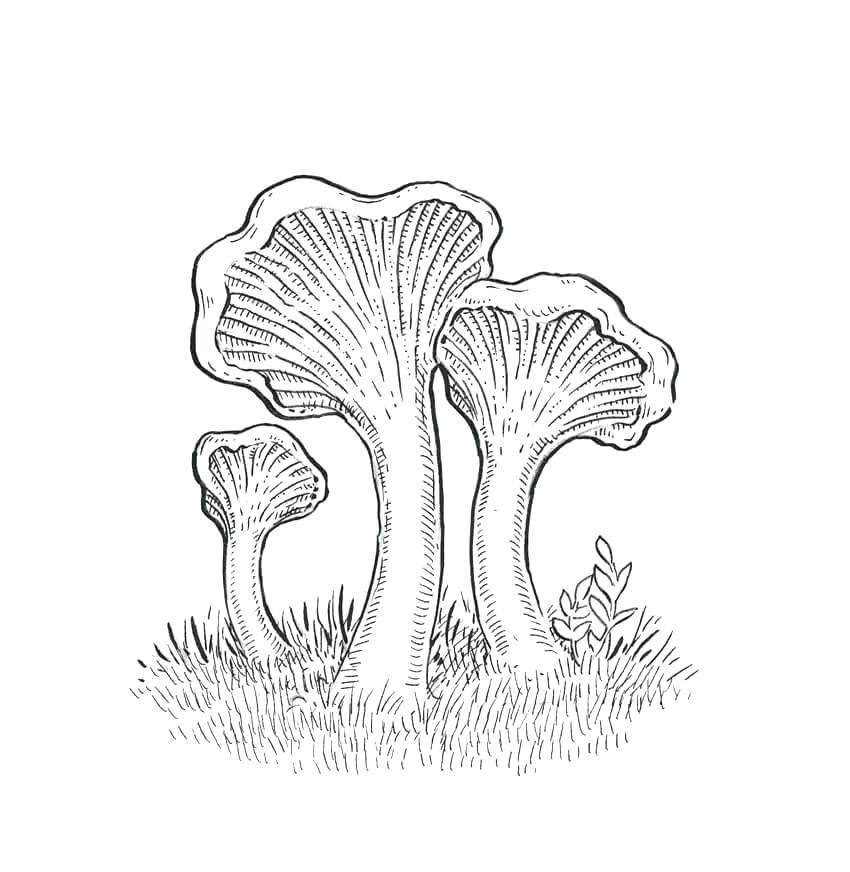 850x872 Grass Coloring Page Full Size Of Coloring Drawing Of Mushrooms 9