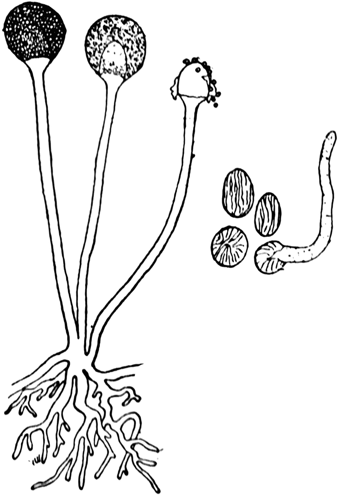 699x1024 Bread Mold Fungus Clipart Etc