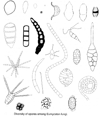 327x386 Chapter 3a Eumycota Introduction