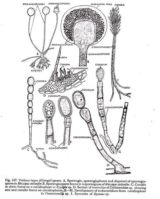 Fungi Drawing at GetDrawings | Free download