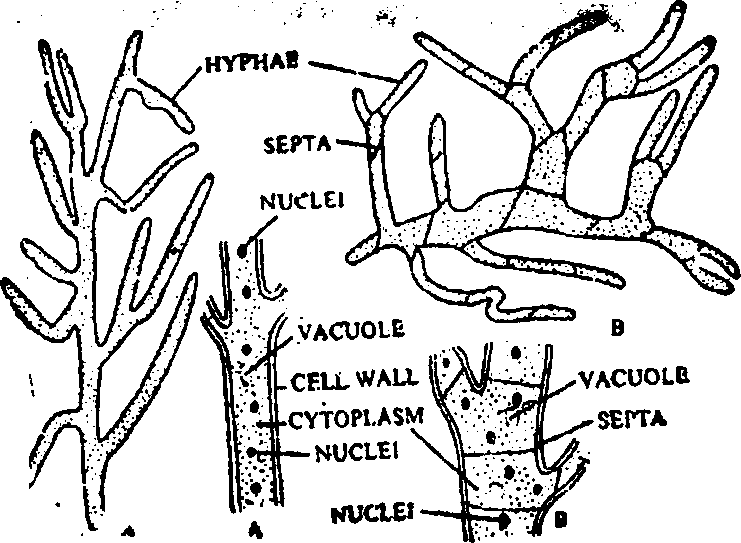 741x543 Kingdom Fungi Biology Boom