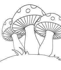 210x240 312 Best Hongos Images On Fungi, Mushroom Art