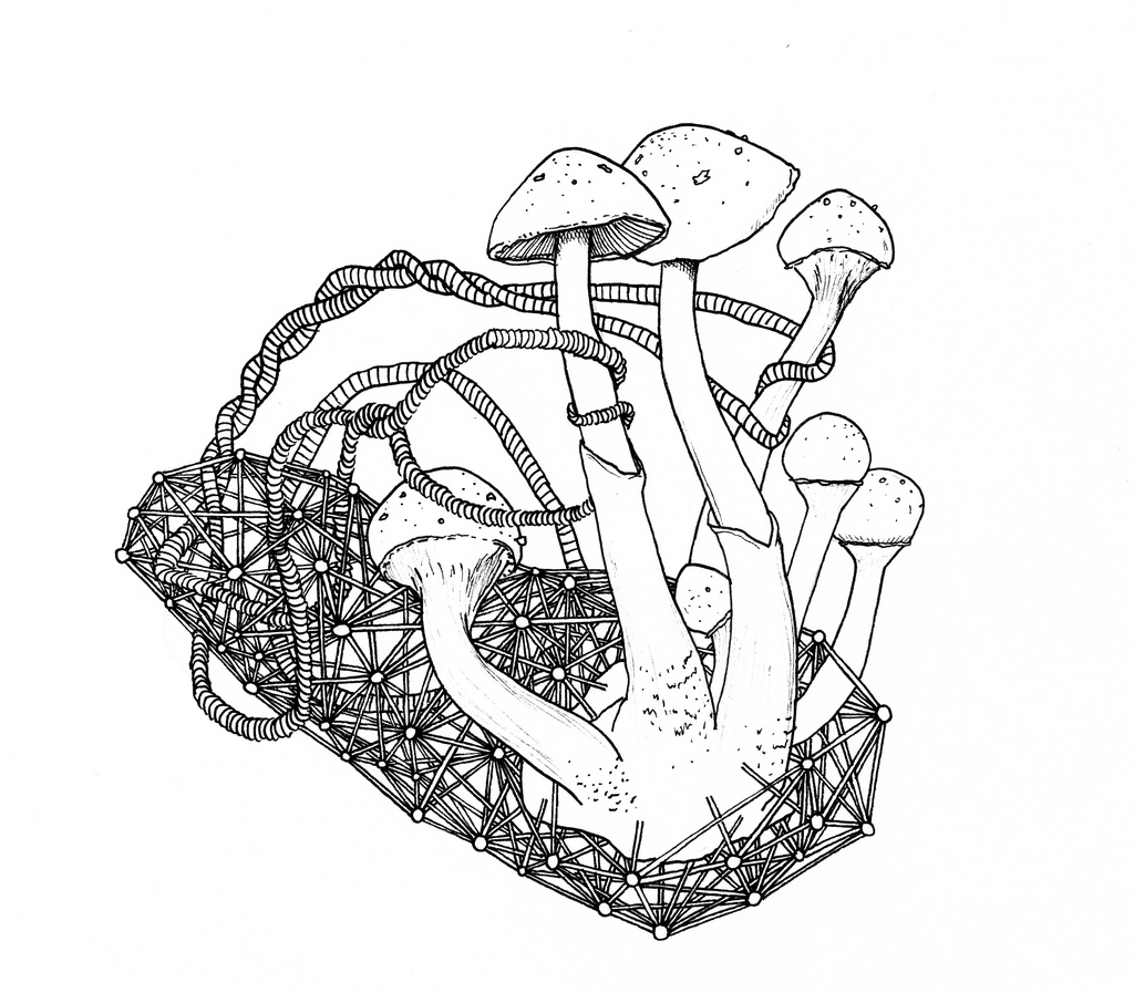 1024x897 The World's Best Photos Of Drawing And Fungi