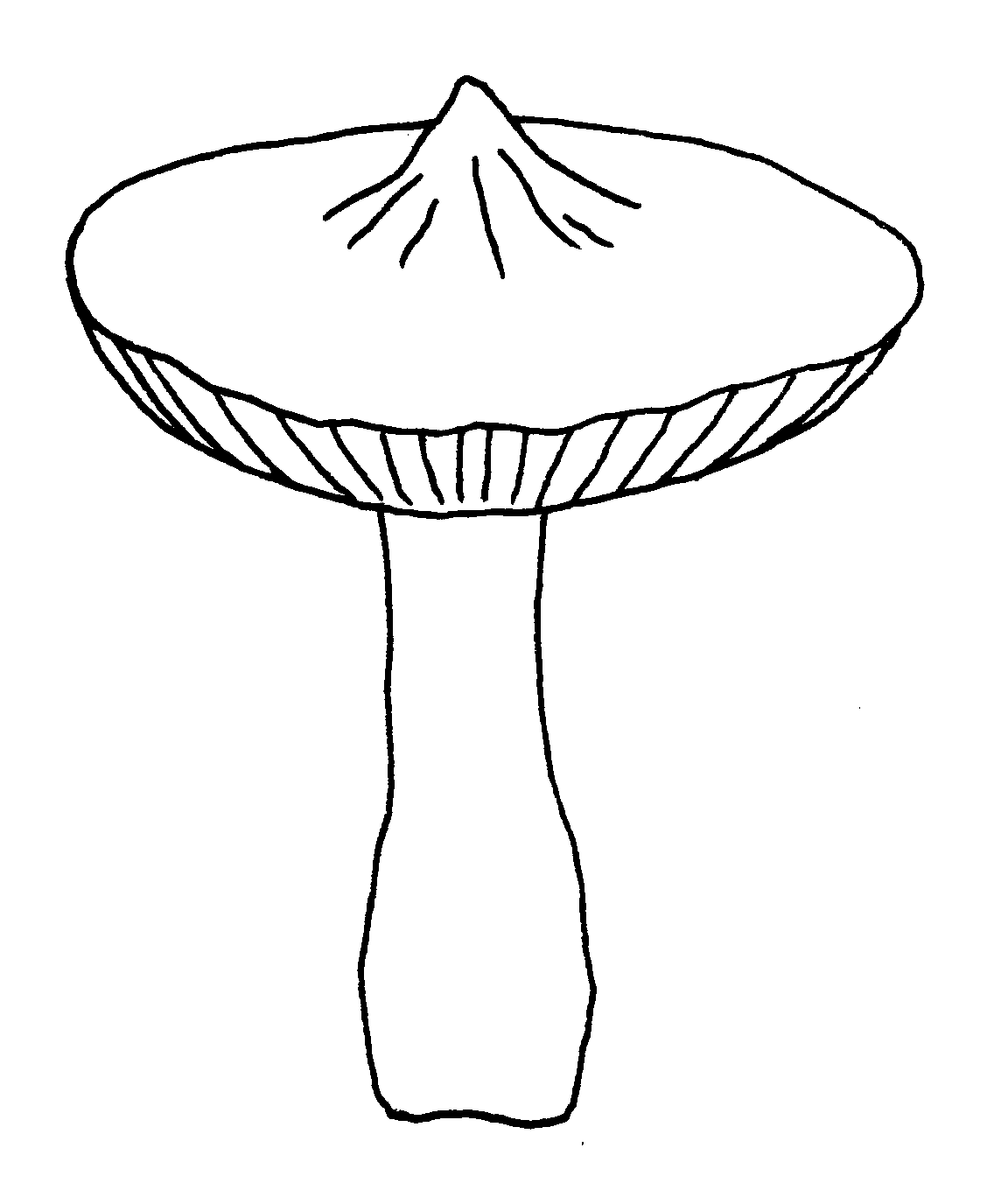 1136x1376 Northamptonshire Fungi