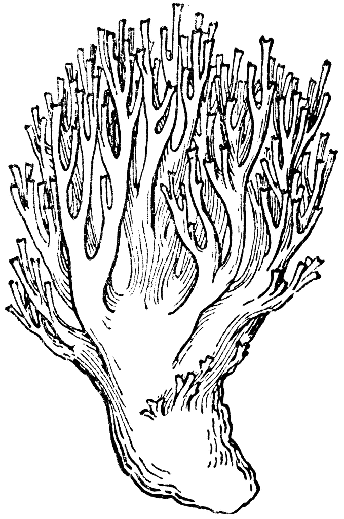679x1024 Coral Fungus Clipart Etc