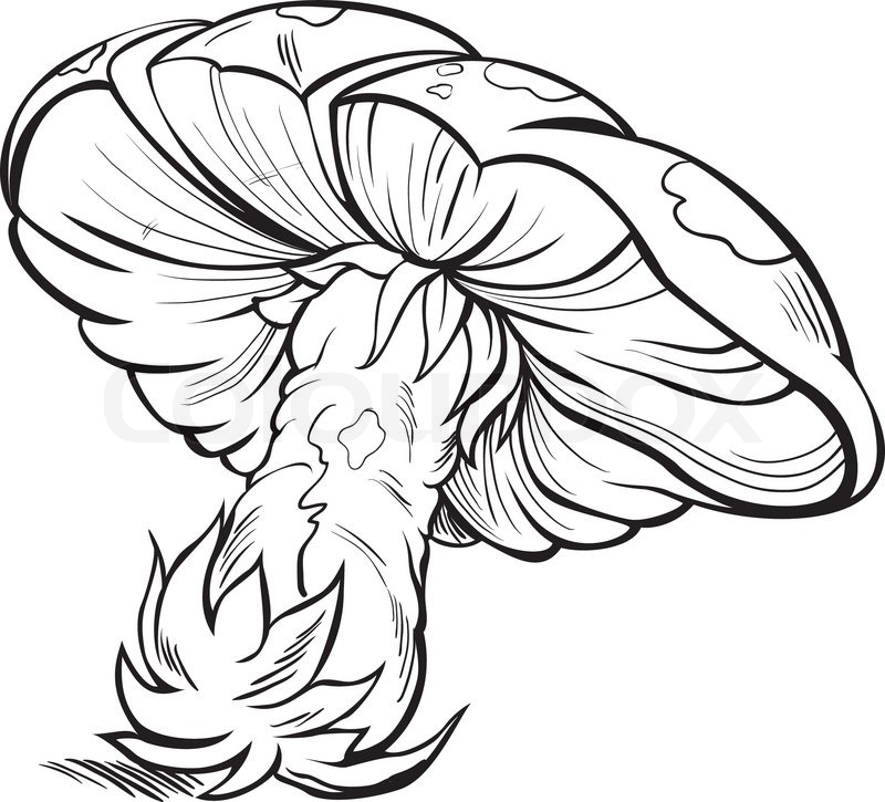 800x725 Fungus Stock Vector Colourbox