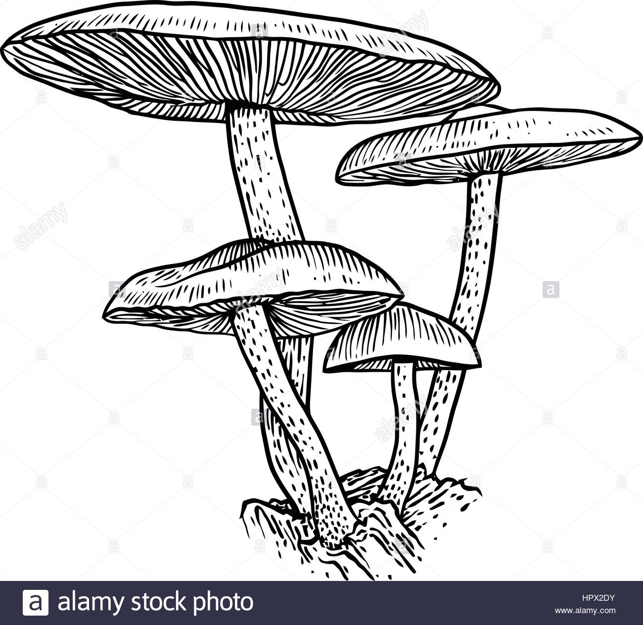 1300x1263 Group Of Mushroom Illustration, Drawing, Engraving, Vector, Line