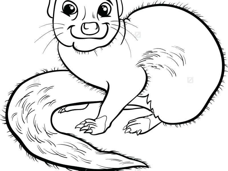 800x600 Funny Animal Coloring Pages Download Mongoose Animal Coloring