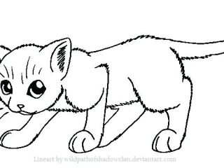 320x240 Funny Cat Coloring Pages Funny Cat Pics For Kids Coloring Pages