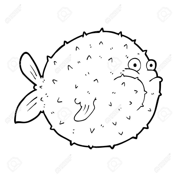 736x736 97 Best Puffer Fish Images On Water Animals, Fish
