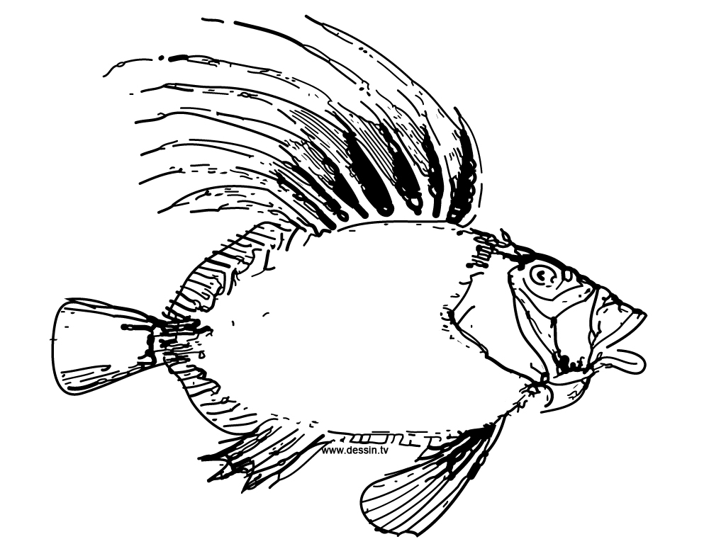 1024x768 Coloring Funny Fish