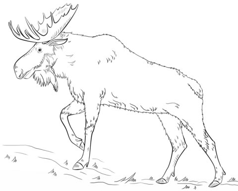 480x385 Walking Moose Coloring Page Free Printable Coloring Pages