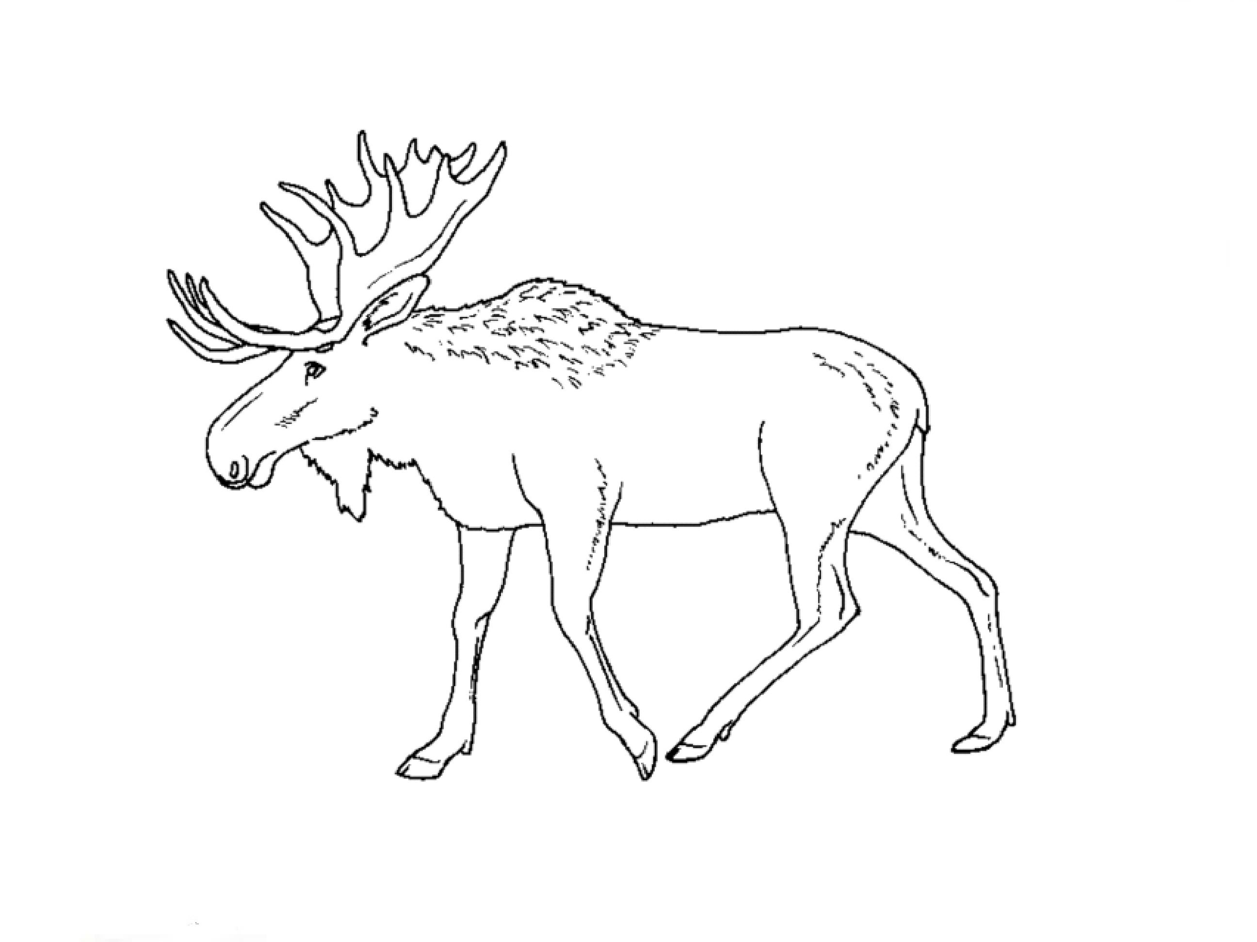 2592x1944 Drawing Of A Moose