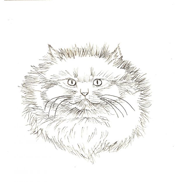 600x626 Learn How To Draw Four Different Cats
