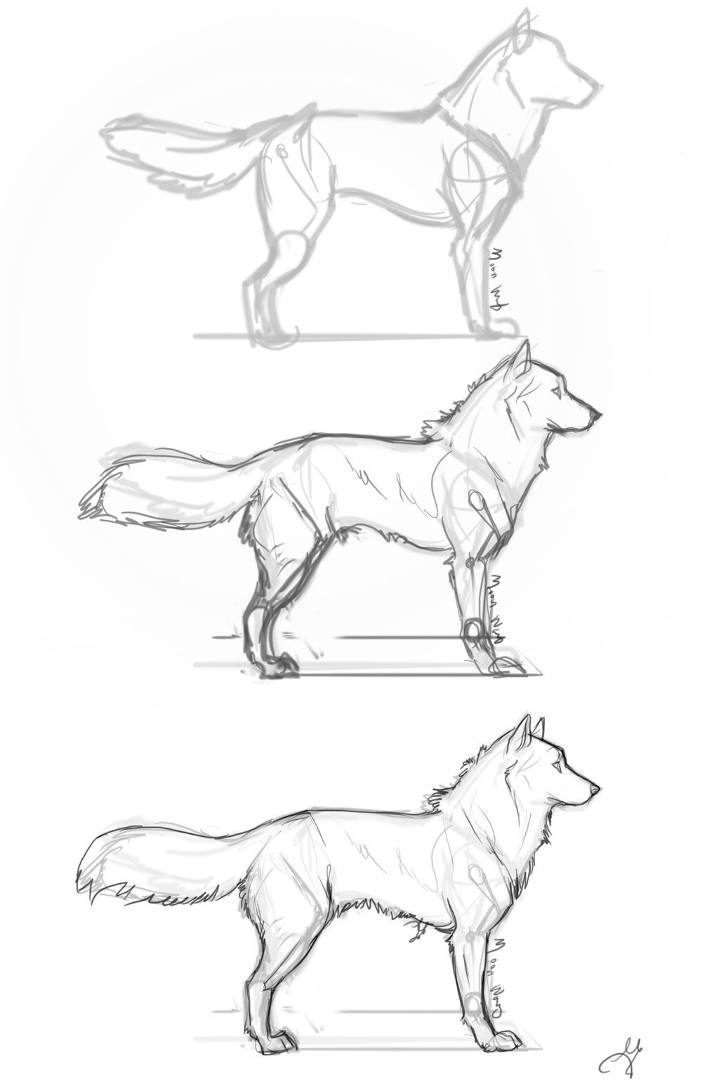 1024x1540 Drawing Animals Step By Step Realistic