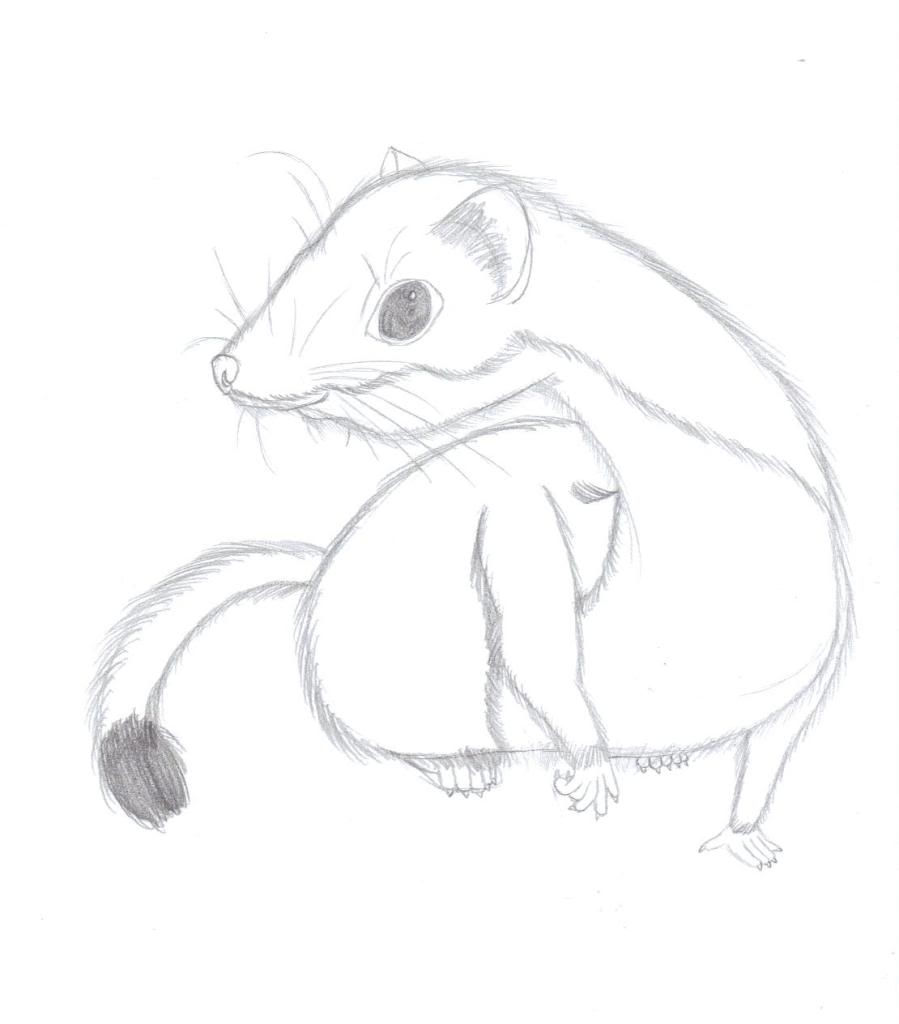 899x1024 Animal Fur Help