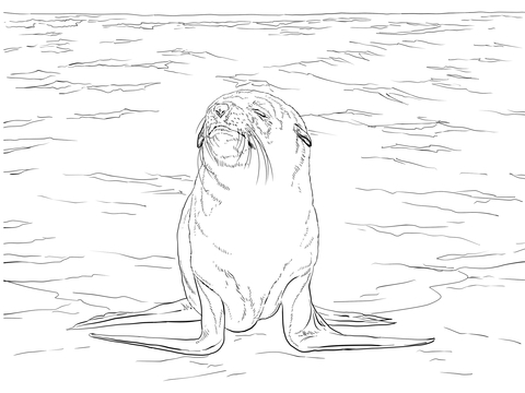 480x360 Brown Fur Seal Coloring Page Free Printable Coloring Pages