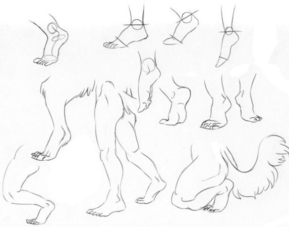 573x449 Furry Leg Tutorial Furryanthro Tutorials Drawings
