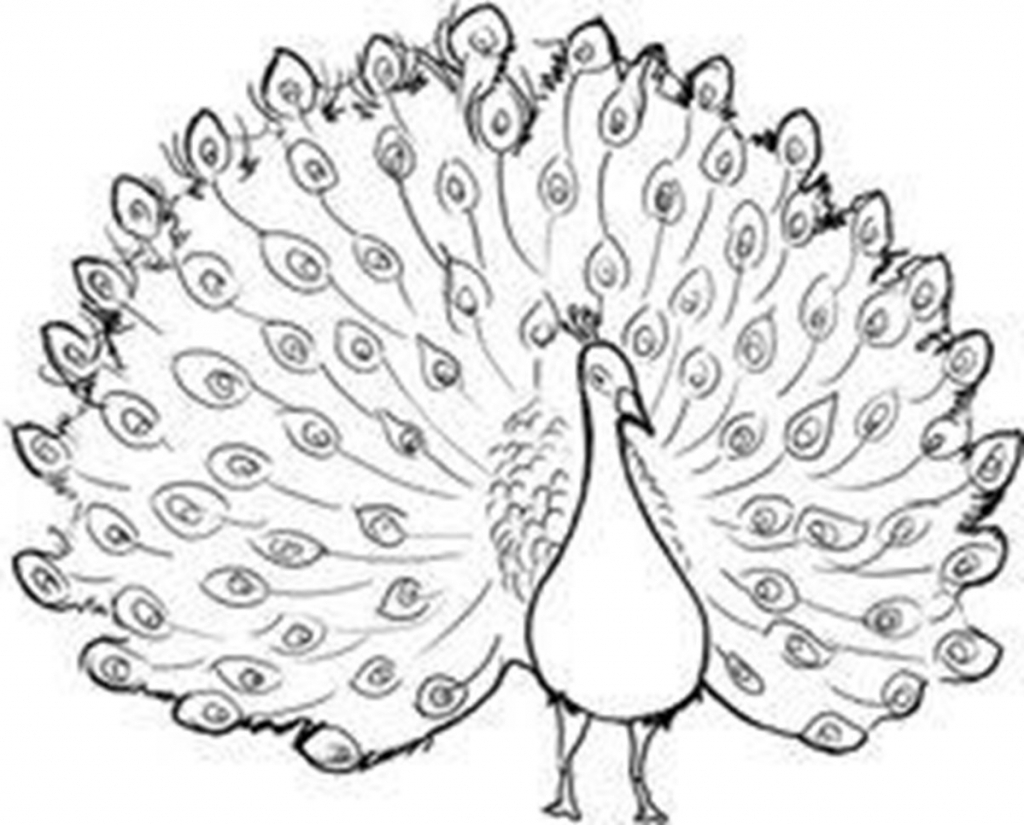 1024x825 Outline Drawing Of Peacock Peacock Drawing Outline