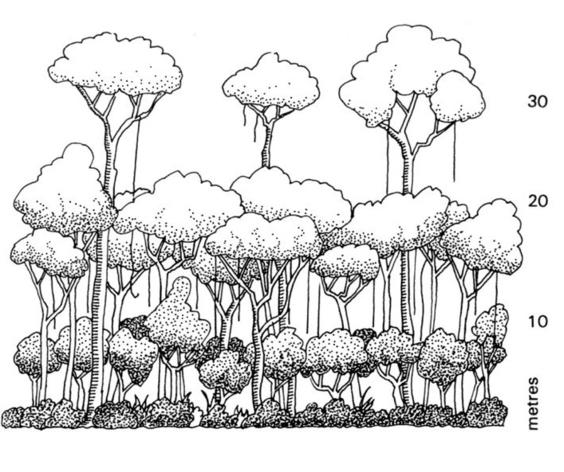564x472 Rainforest Tree Drawing How To Draw A Canopy Image Gallery