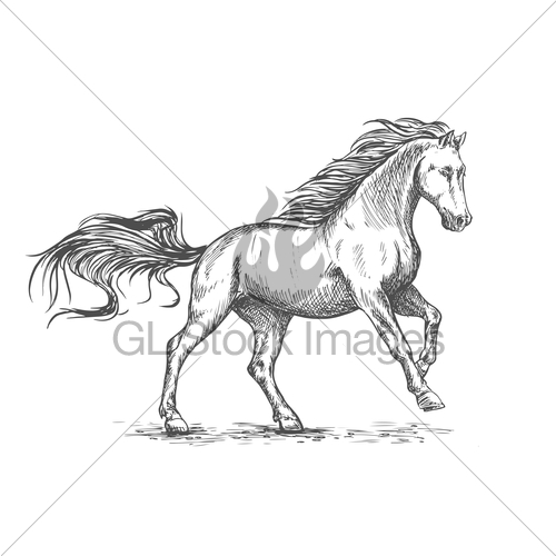 500x500 Running Galloping White Horse Sketch Portrait Gl Stock Images