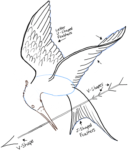 544x639 How To Draw The Hunger Games Logo Aka The Mockingjay Pin