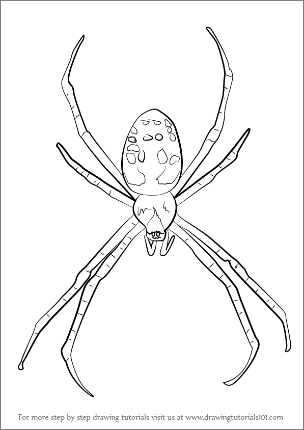 597x844 Learn How To Draw A Garden Spider (Arachnids) Step By Step