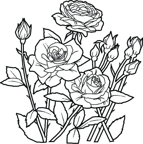 600x603 Coloring Flower Pages