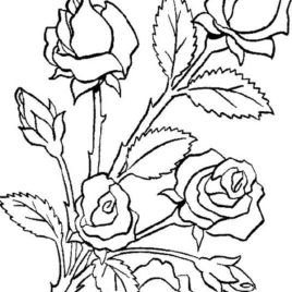 268x268 Rose Garden Coloring Page Kids Drawing And Coloring Pages