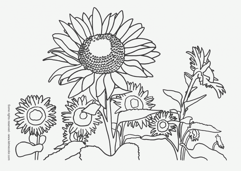 970x686 Coloring Coloring Drawn Sunflower Book Garden Flowers