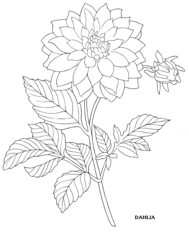 656x810 Dahlia