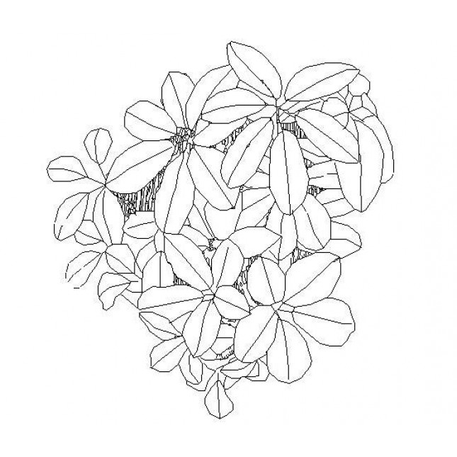 645x645 Free Cad Dwg Of A Flower Plan View