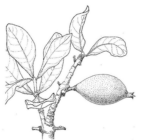 480x472 Flora Of Zimbabwe Species Information Individual Images