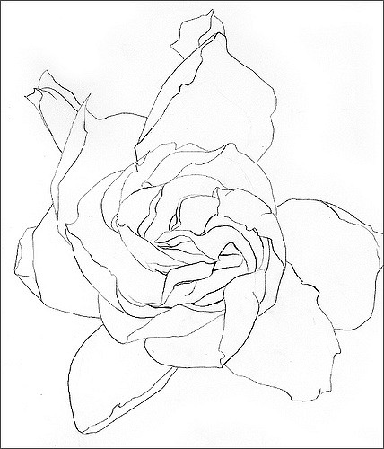 428x500 Gardenia Ash