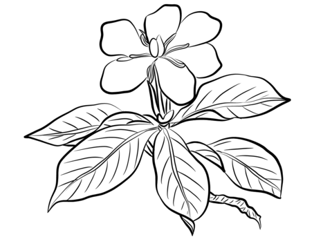 480x343 Gardenia Augusta Coloring Page Free Printable Coloring Pages