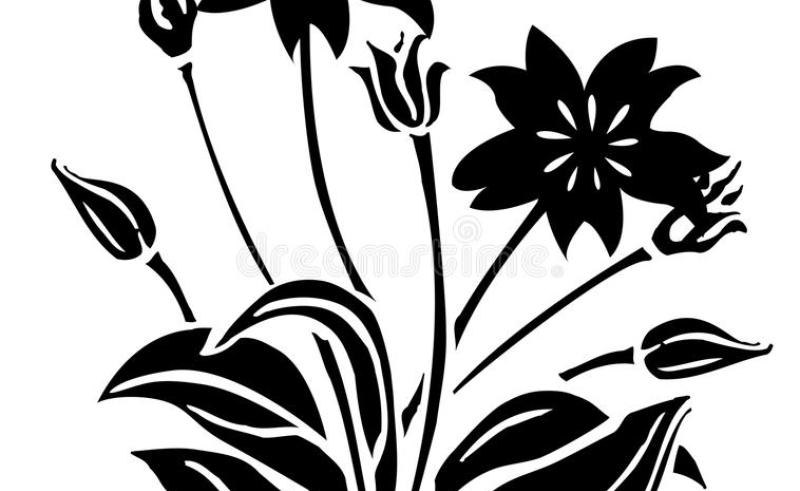 800x491 Gardenia Bud Flower Drawings Gardening Flower And Vegetables