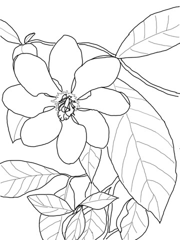 360x480 Gardenia Carinata Coloring Page Free Printable Coloring Pages