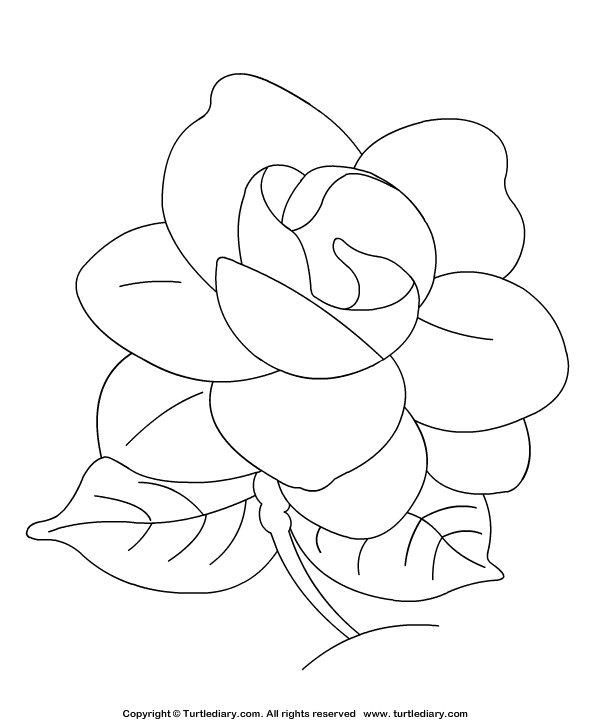 595x725 Gardenia Coloring Sheet Turtle Diary