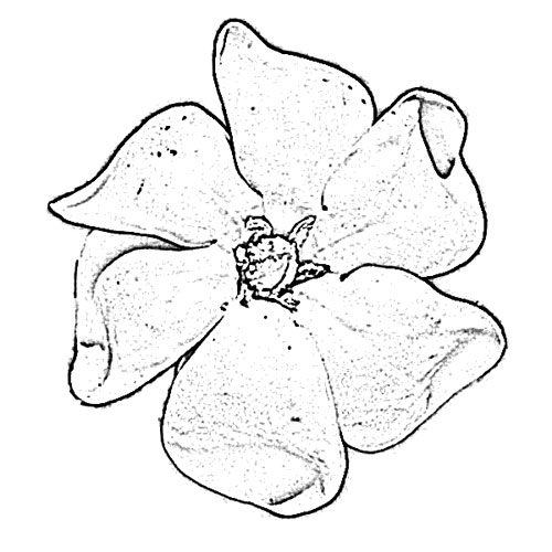 500x500 Gardenia Flower Sketch