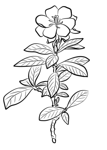 343x480 Gardenia Jasminoides Coloring Page Free Printable Coloring Pages