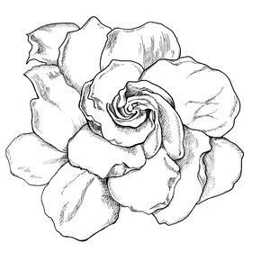 290x290 Gardenia Drawing Live Life Creatively Project 365