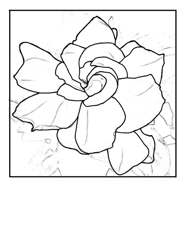 612x792 Coloring Pages Gardenia, Printable For Kids Amp Adults, Free
