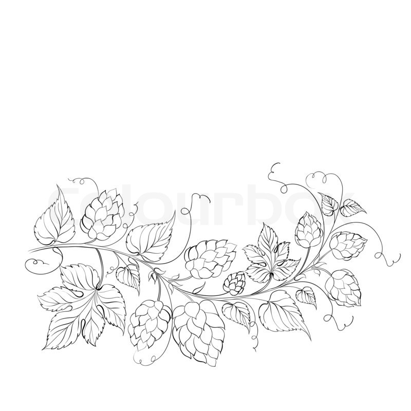 800x800 Decorative Hops Garland Stock Photo Colourbox