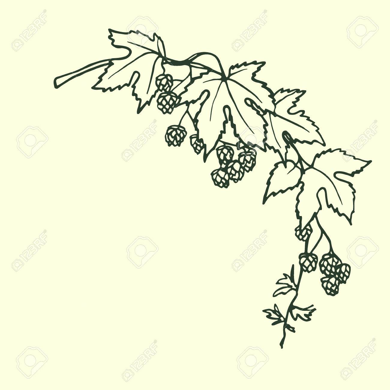 1300x1300 Hand Drawn Hop Laurel Made In Vector. Graceful Garland Of Hop